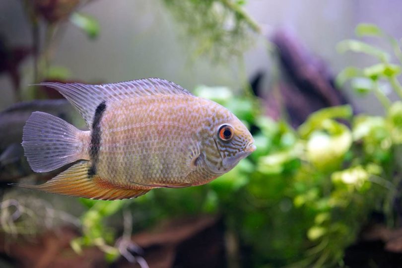 11 Great Tank Mates for Severum Cichlids (With Pictures)