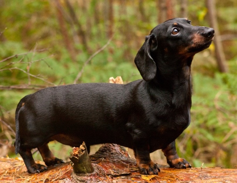 How to Prevent Back Problems in Dachshunds: 8 Tips & Tricks