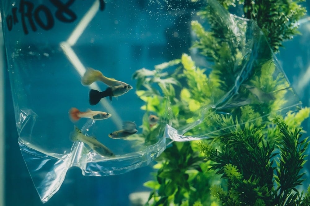 How Long to Let Fish Acclimate to a New Tank: Our Vet Explains