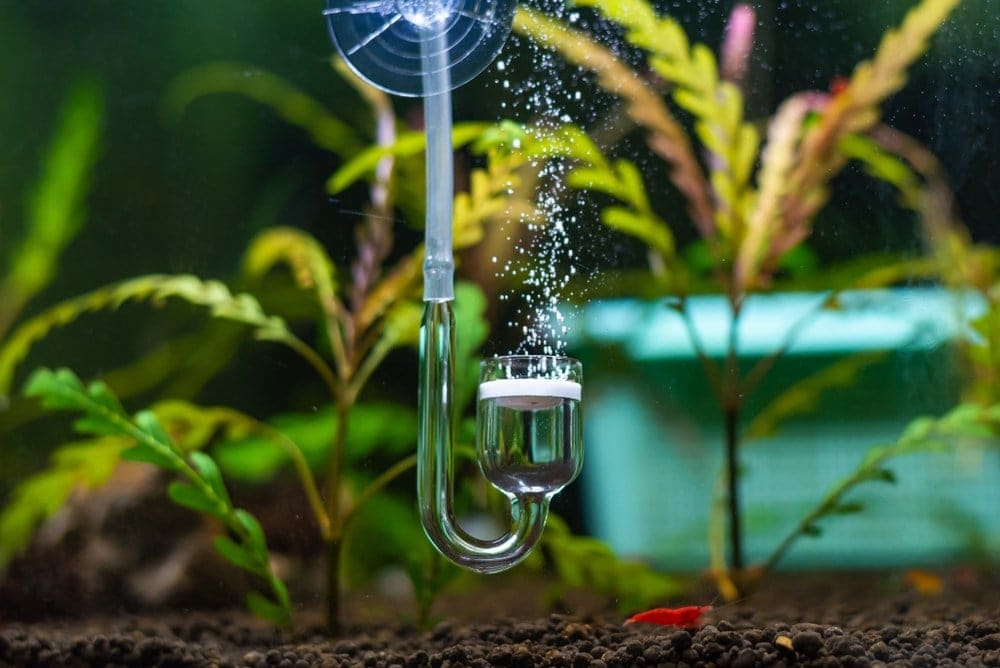 How To Get Suction Cups To Stick In Your Aquarium: 4 Tips & Tricks