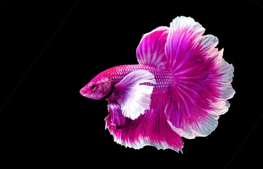 Can Betta Fish See In The Dark? Vision Explained & FAQs