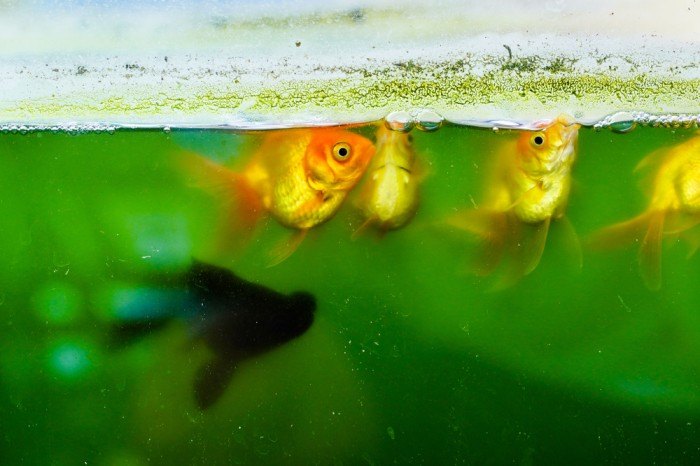 How to Change Goldfish Water in Your Tank (in 5 Steps)