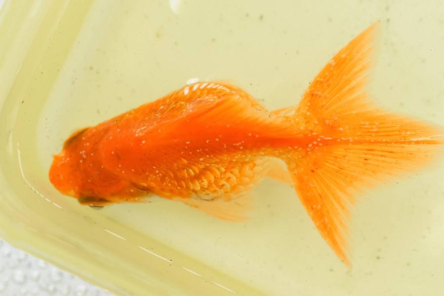 How to Treat Goldfish Ich (White Spot Disease) in 7 Simple Steps