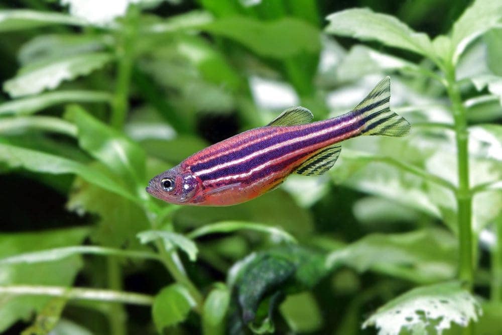 10 Great Tank Mates for Zebra Danios (Zebrafish): With Pictures