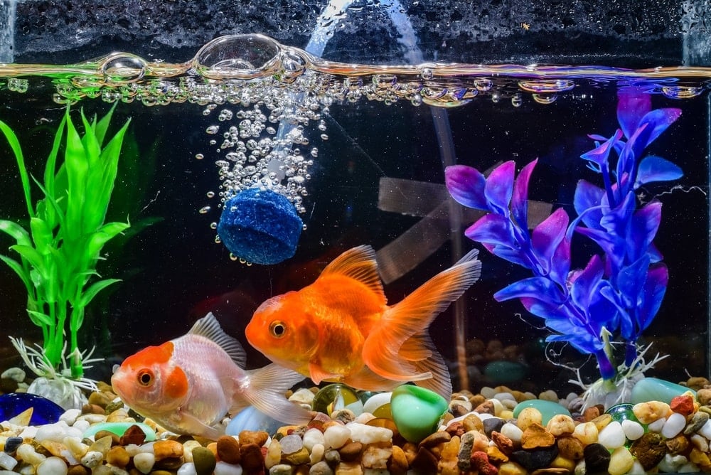 How to Set Up a Bubbler In a Fish Tank (Simple Steps)