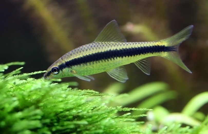 10 Tank Mates for Siamese Algae Eaters (With Pictures)