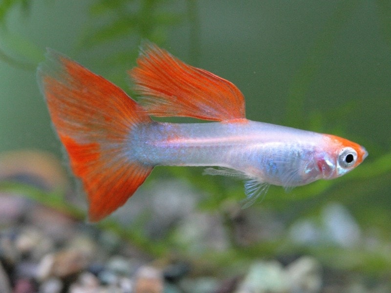 Can Guppies Live with Goldfish? What Nobody Tells You