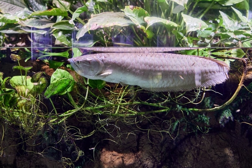 10 Great Tank Mates for Arowanas: Compatibility Guide 2026