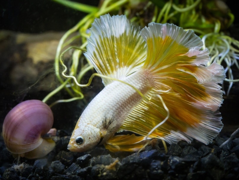 Do Bettas Eat Snails? Facts & Info