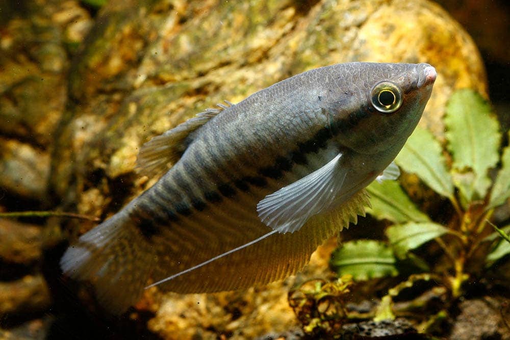 snakeskin gourami