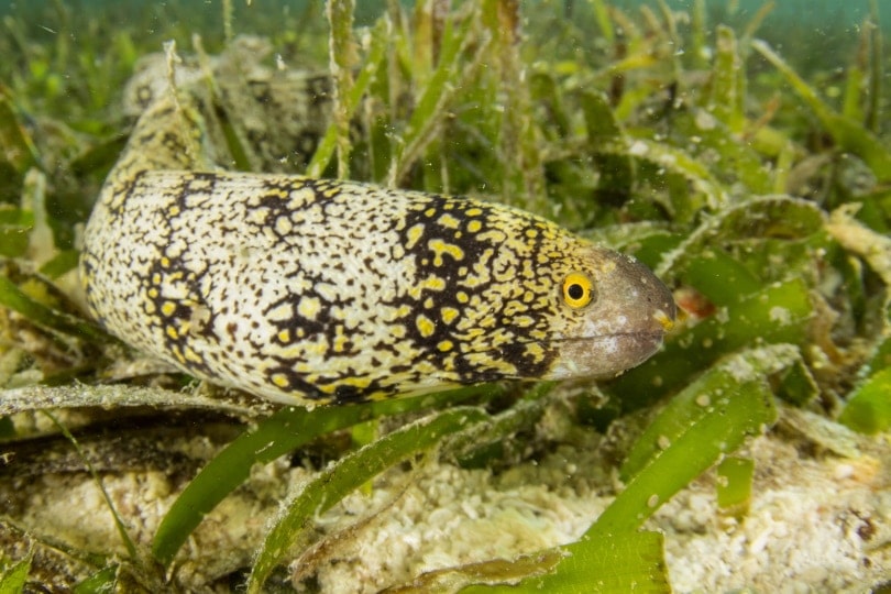 snowflake Eel In planted aquarium