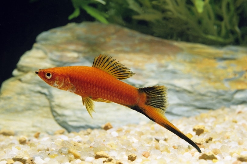 10 Great Tank Mates for Swordtail Fish: Compatibility Guide 2026