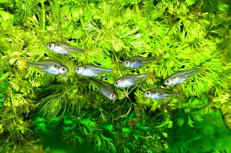 7 Great Live Aquarium Plants for Tetras in 2026: Reviews & Top Picks