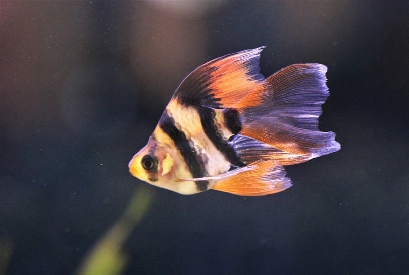 Tiger Barb: Care Guide, Varieties, Size & Lifespan (With Pictures)
