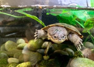 9 Best Live Plants For Turtle Tanks - 2026 Reviews & Top Picks