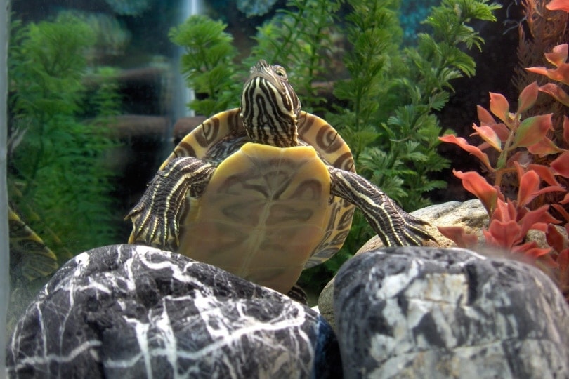 15 Sturdy DIY Turtle Basking Platform Plans You Can Make Today (With Pictures)