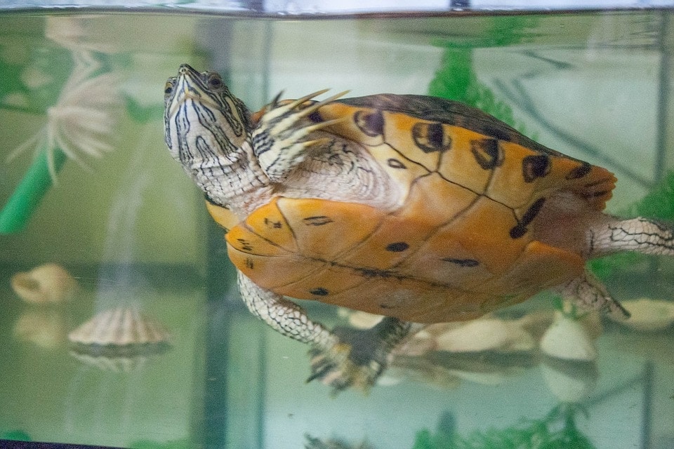 6 Aquatic Pet Turtle Diseases to Watch Out For (Vet Answer)