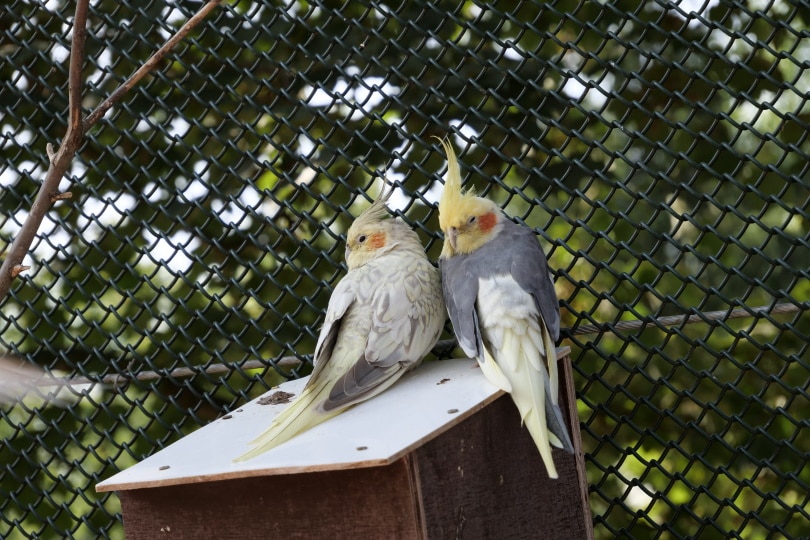 How Do Cockatiels Mate? Vet-Verified Facts & FAQ