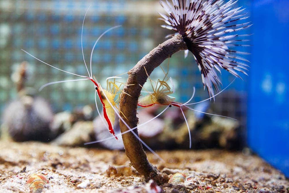 9 Best Nano Tanks For Shrimp in 2026 - Reviews & Top Picks