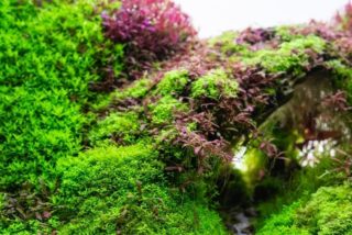 12 Great Aquarium Stem Plants in 2026 - Reviews & Top Picks