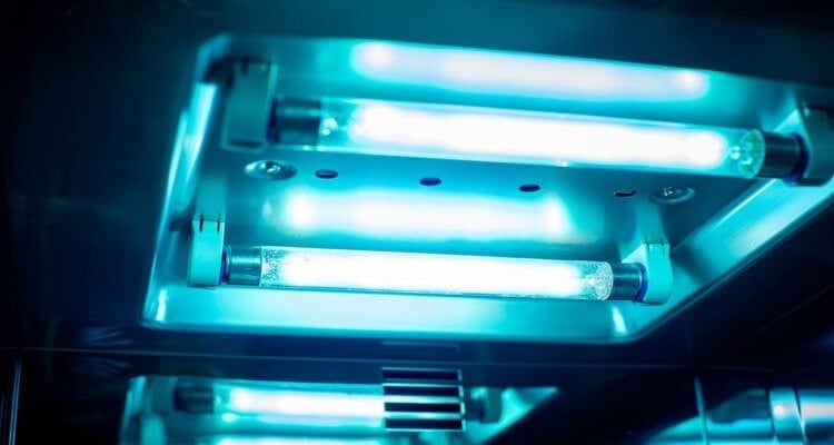 Does UV Light Kill Fleas? Vet-Reviewed Facts & Effectiveness