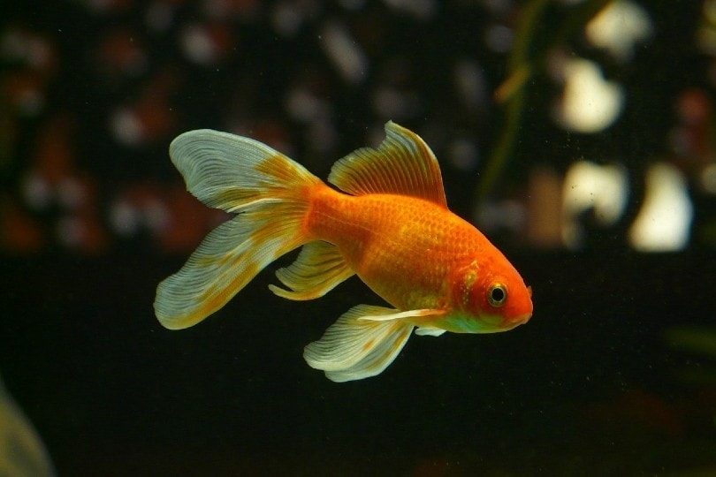 Goldfish Growth: Size, Growth & Weight Chart