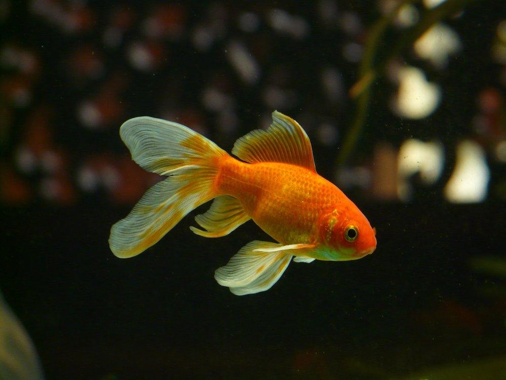 Do Goldfish Get Lonely Living Alone? Facts & FAQs