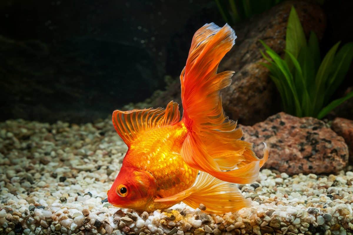 Veiltail Goldfish: History, Pictures, Facts & More