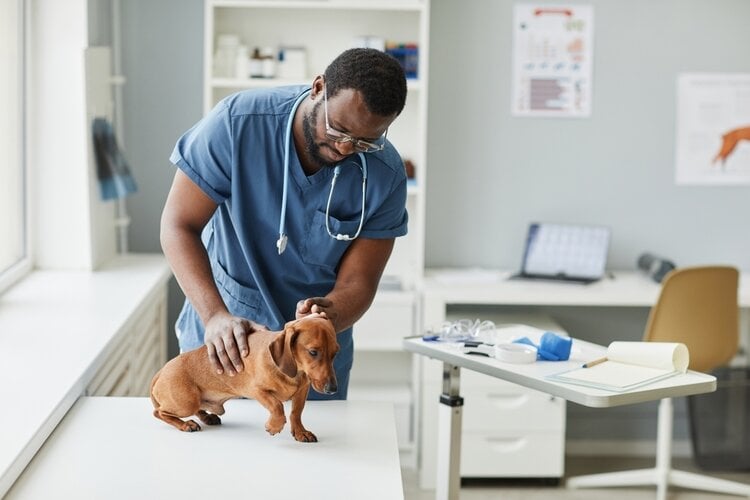6 Dog Breeds Prone to Cushing's Disease: Vet Reviewed Signs & Treatment