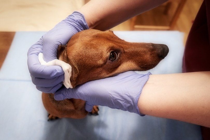 How to Clean a Dachshund's Ears in 7 Simple Steps