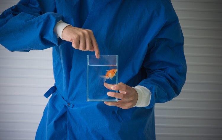 Goldfish Anchor Worm & Lice Treatment: DESTROY these Parasites!