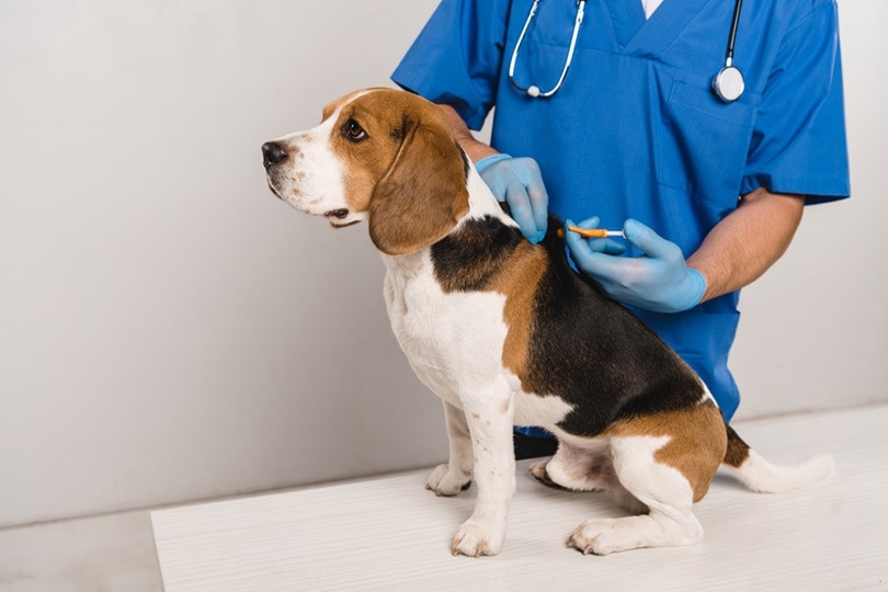 What Is the Cost to Microchip a Cat or Dog in the UK? 2026 Guide