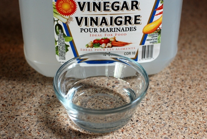 Does Vinegar Kill Fleas? Safety & Effectiveness Revealed