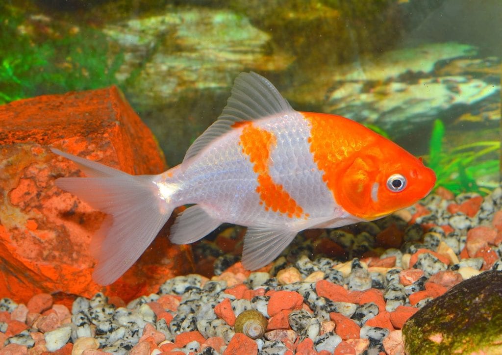 Wakin Goldfish: Pictures, Size, Care, Tank Setup, & More