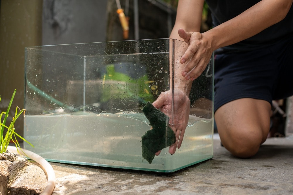 How to Clean a Bearded Dragon Tank? 6 Tips & Tricks