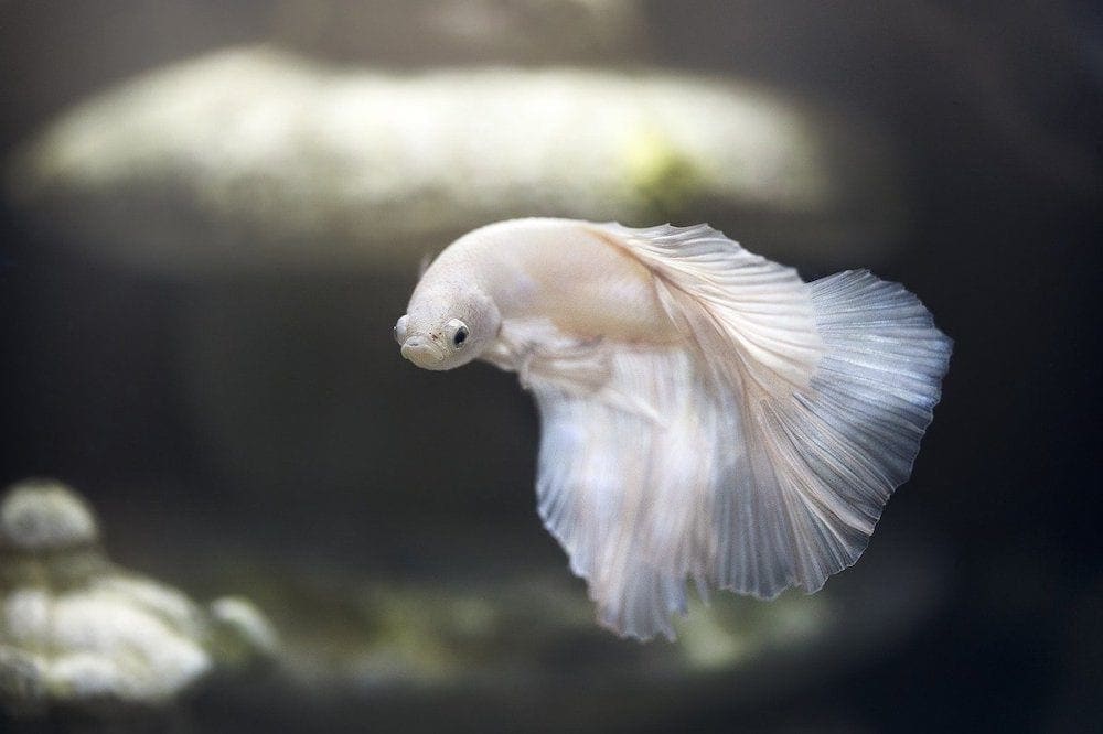 How Do Betta Fish Breathe? Facts & FAQs