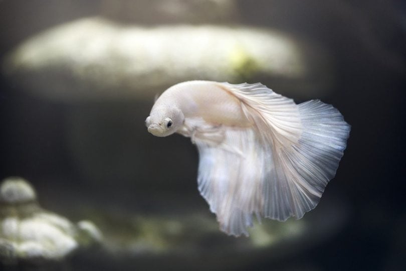 White Opal Betta Fish: Care Guide, Pictures, Varieties, & Lifespan