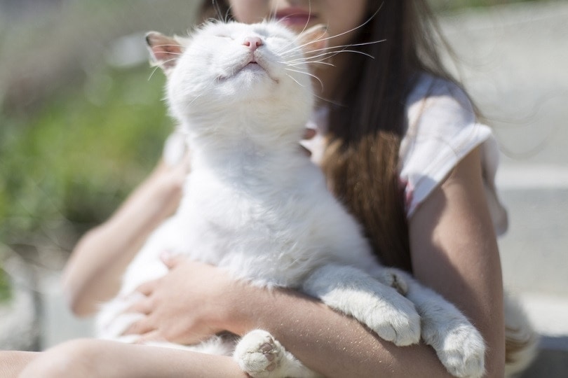 Do Cats Normally Breathe Faster When They Purr? Our Vet Explains