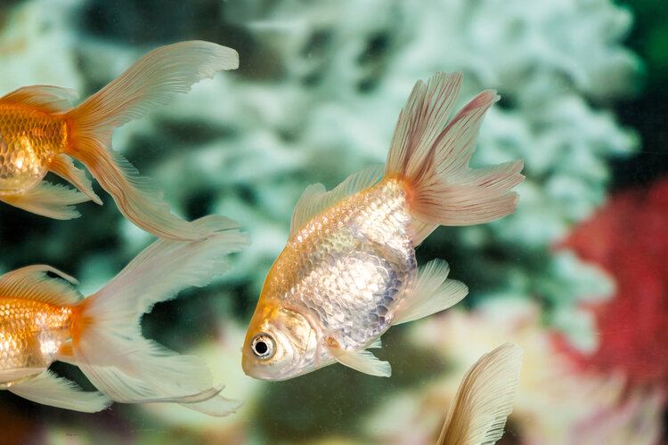 Is Your Goldfish Turning White? 8 Reasons Why & What to Do