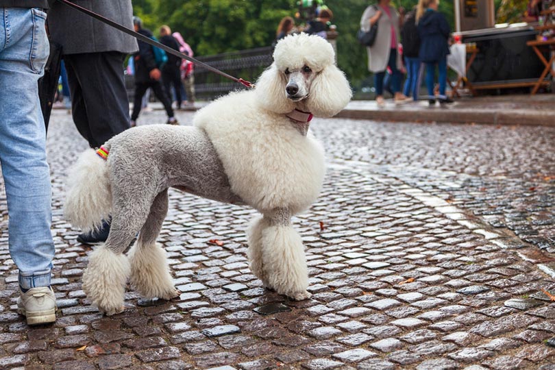 How to Train a Poodle (8 Great Tips and Tricks)