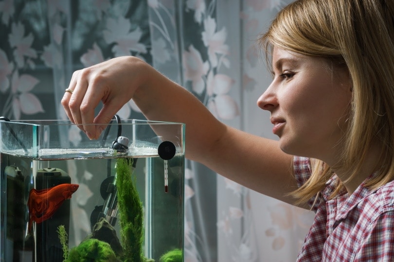 woman feeding betta fish in aquarium