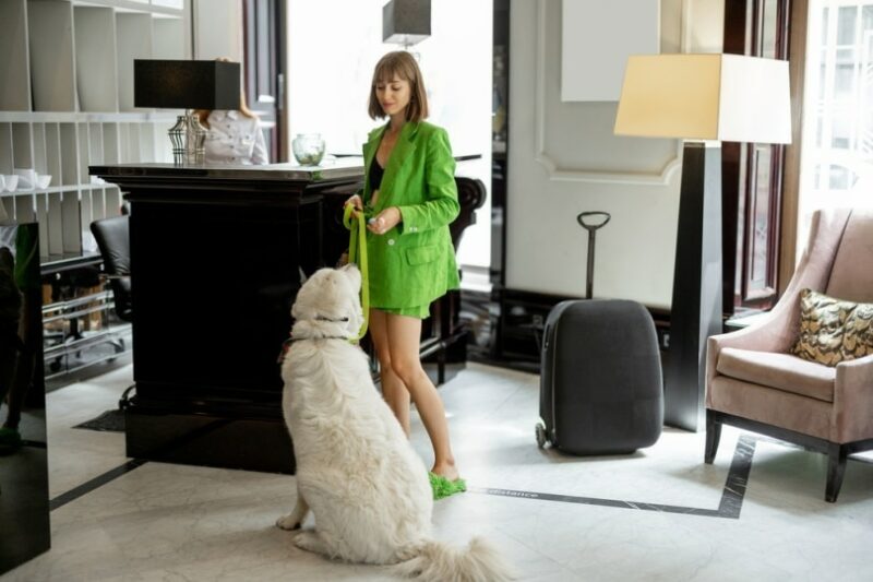 10 Pet Friendly Hotels in Greenville, SC (2026 Update)