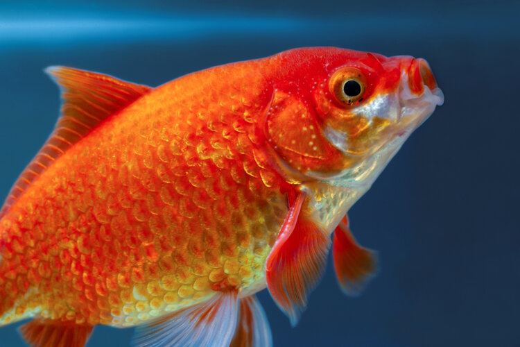 Do Goldfish Yawn? Facts & FAQ