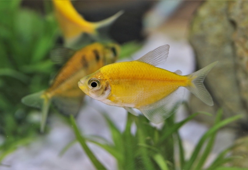How Many GloFish In a 5 Gallon Tank? Habitat, Diet & FAQ