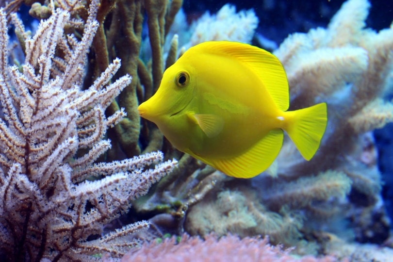 yellow tang swimming under water