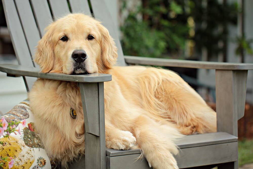 Are Golden Retrievers Aggressive? Breed Temperament Explained