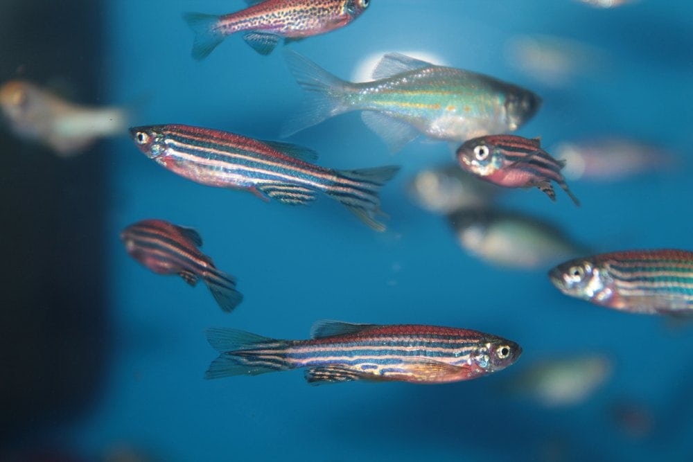 How Long Are Zebra Danios Pregnant For? Facts & FAQs