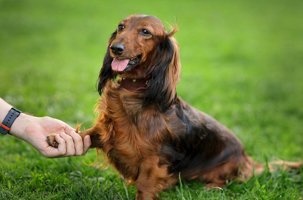 How To Train a Dachshund: 10 Vet Approved Tips
