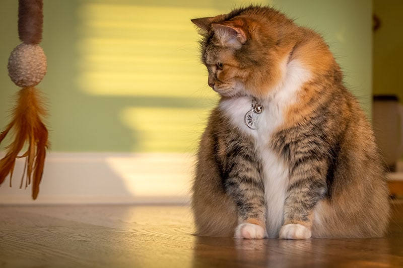 Why Isn’t My Cat Interested in Playing: 8 Vet-Reviewed Reasons