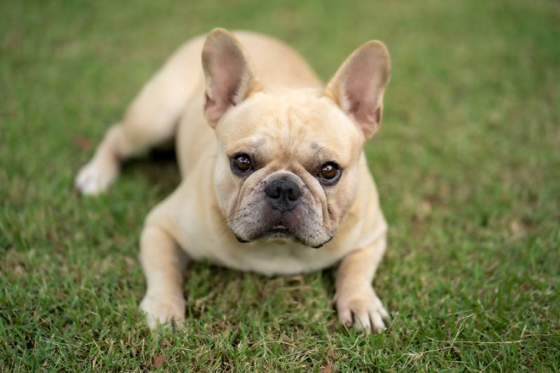 Do French Bulldogs Shed? Vet Approved Facts & Tips